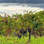 Montalbera's Ruche grapes hanging from maintained vines near the entrance of the winery.