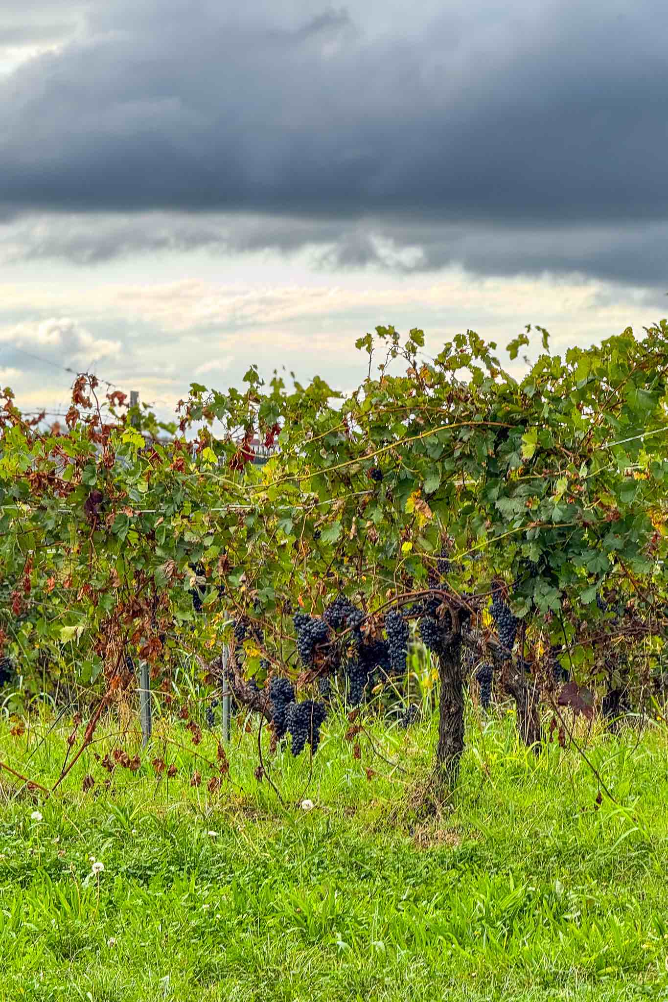 Montalbera's Ruche grapes hanging from maintained vines near the entrance of the winery.
