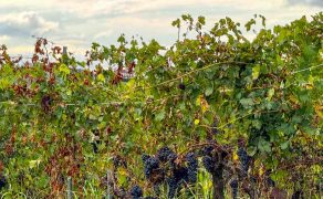 Montalbera's Ruche grapes hanging from maintained vines near the entrance of the winery.